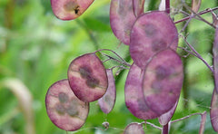 25 semen pro Papes - starověká zahradní kvetoucí rostlina - reprodukovatelná semena pro farmáře, polodivoké