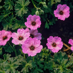 Kolekce Super Trvalka Geranium (10 rostlin/kořenů) Odolná směs 5 odrůd, velké vytrvalé hybridy z Holandska, pro zahradu, vrstvy květin (bez semen, bez umělých cibulovin)