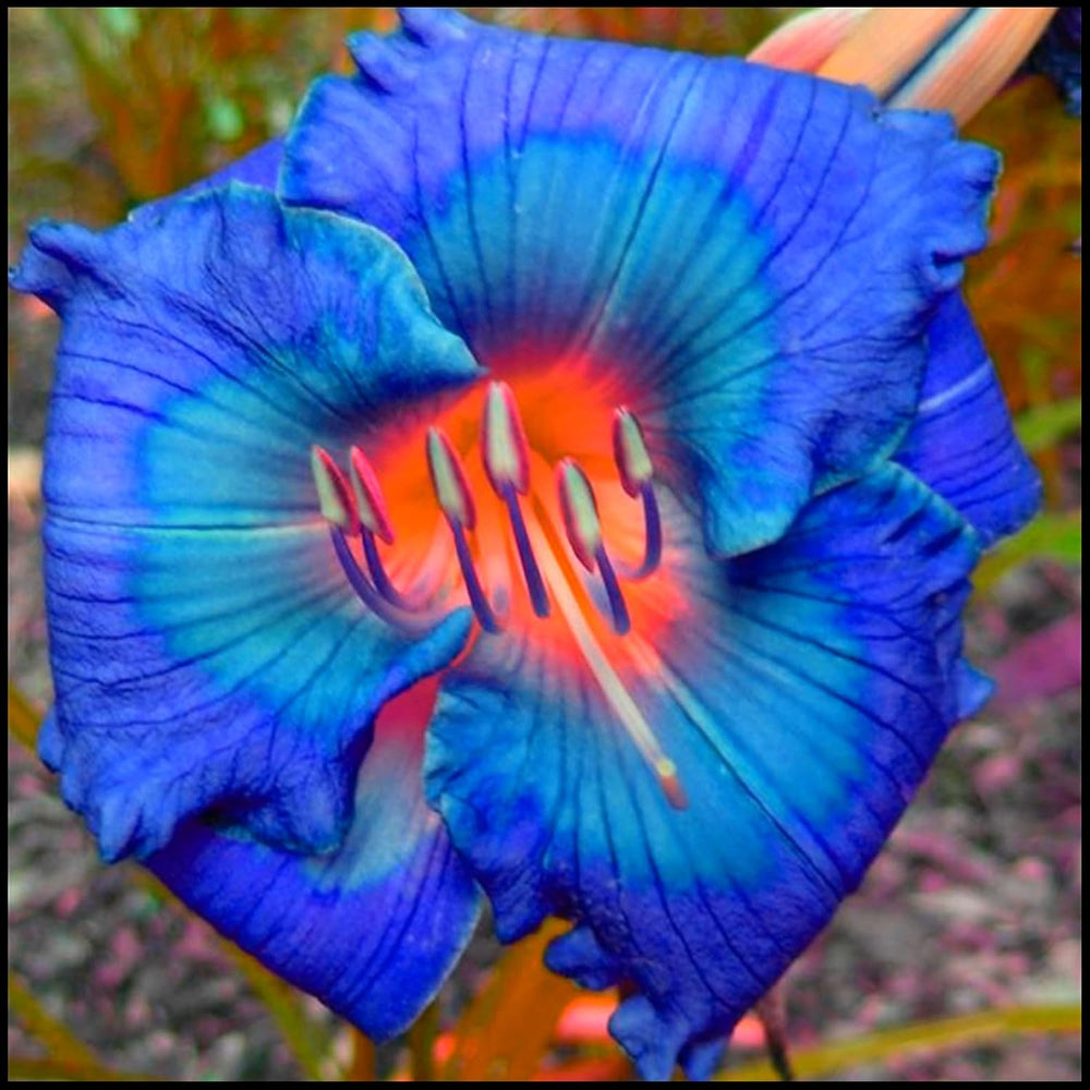 Směs cibulovin, mysteriózní kouzelná cibulka, mrazuvzdorná výsadba, mrazuvzdorná trvalka, mrazuvzdorné cibuloviny – 3 cibule orchidejí