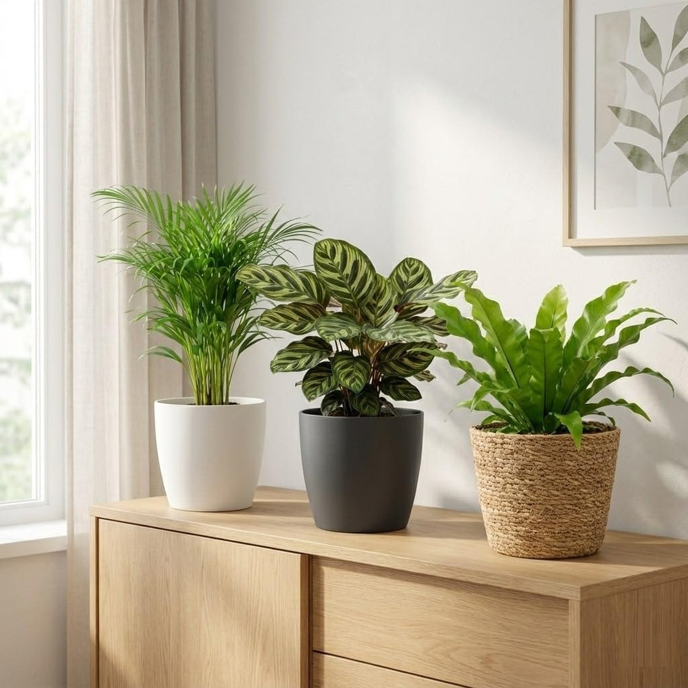 Luftreinigende Pflanzen – 6Er Set Echte Zimmerpflanzen Mit Seegras Töpfen – Tierfreundliche Und Pflegeleichte Grünpflanzen – Ideal Für Wenig Licht – Ø 12 Cm ↥ 40 Cm