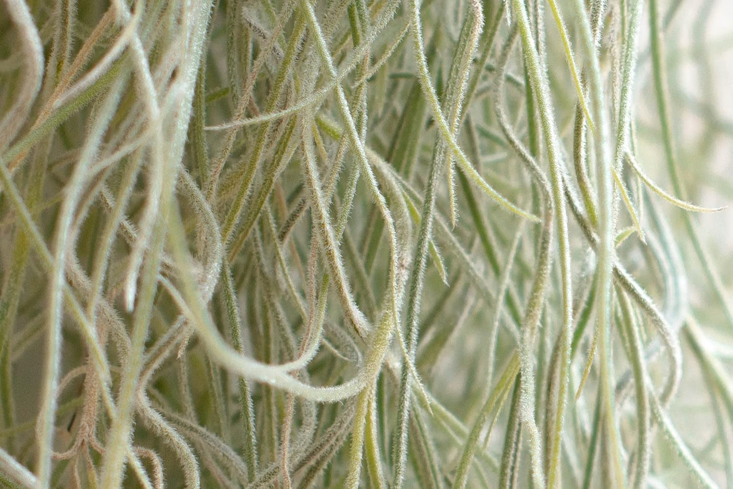 Air Plant Tillandsien Usneoides - Feenhaar Weiß - Tillandsien Hängend – Hängepflanze – Hängedeko - Luftpflanzen Hängend - Feenhaar Weiß - Pflanze Ohne Erde (1, 20-30 Cm)