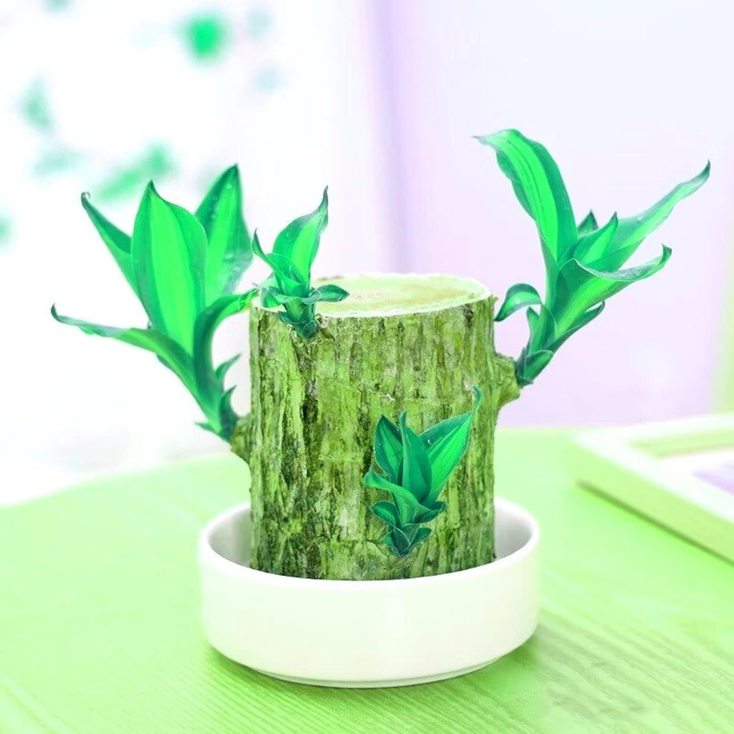 Směs cibulovin, mysteriózní kouzelná cibulka, mrazuvzdorná výsadba, mrazuvzdorná trvalka, mrazuvzdorné cibuloviny – 3 cibule orchidejí