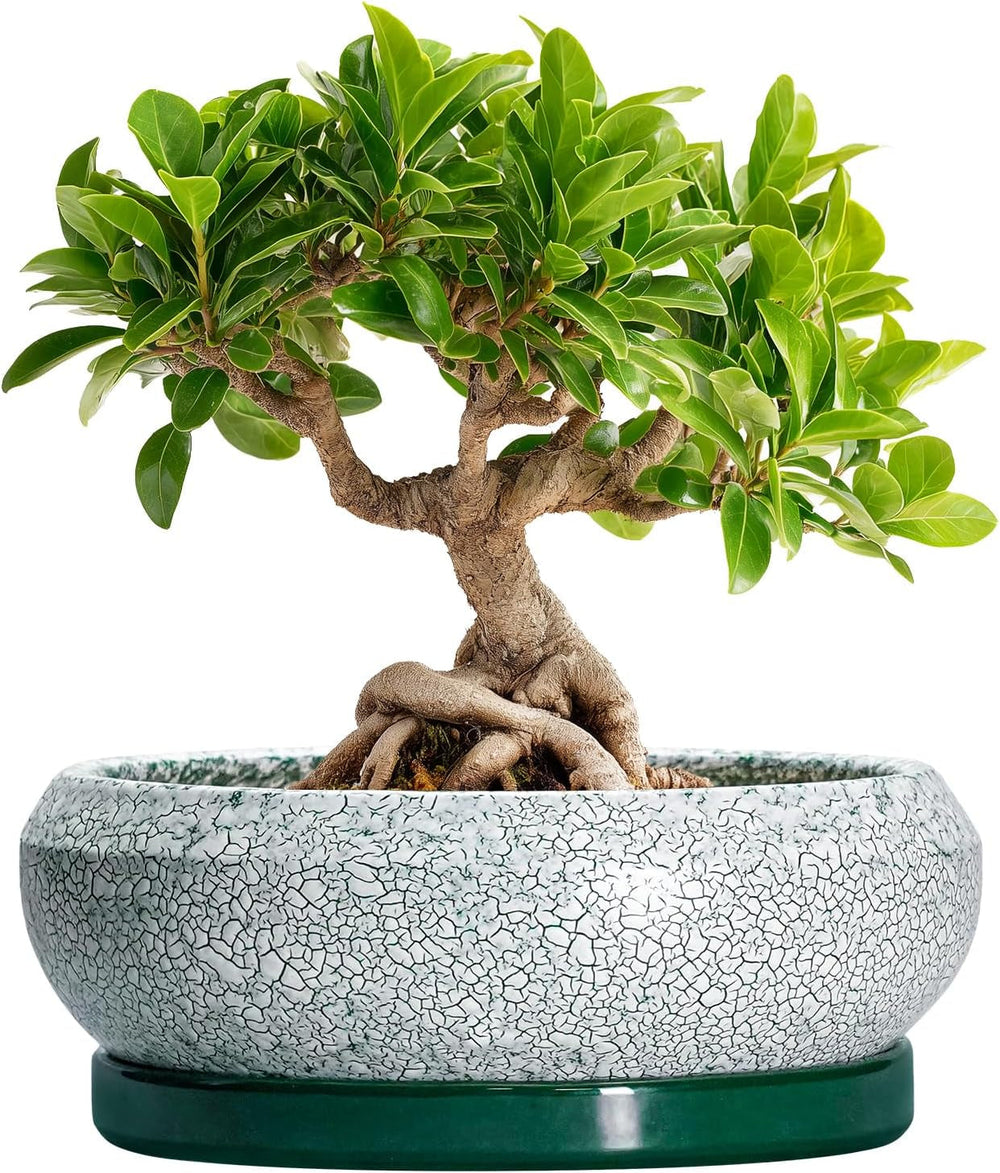 Ghiveci ceramic pentru bonsai, glazurat, puțin adânc, pentru plante suculente, cu orificiu de drenaj și farfurie din bambus pentru plante de apartament, 20,3 cm, maro