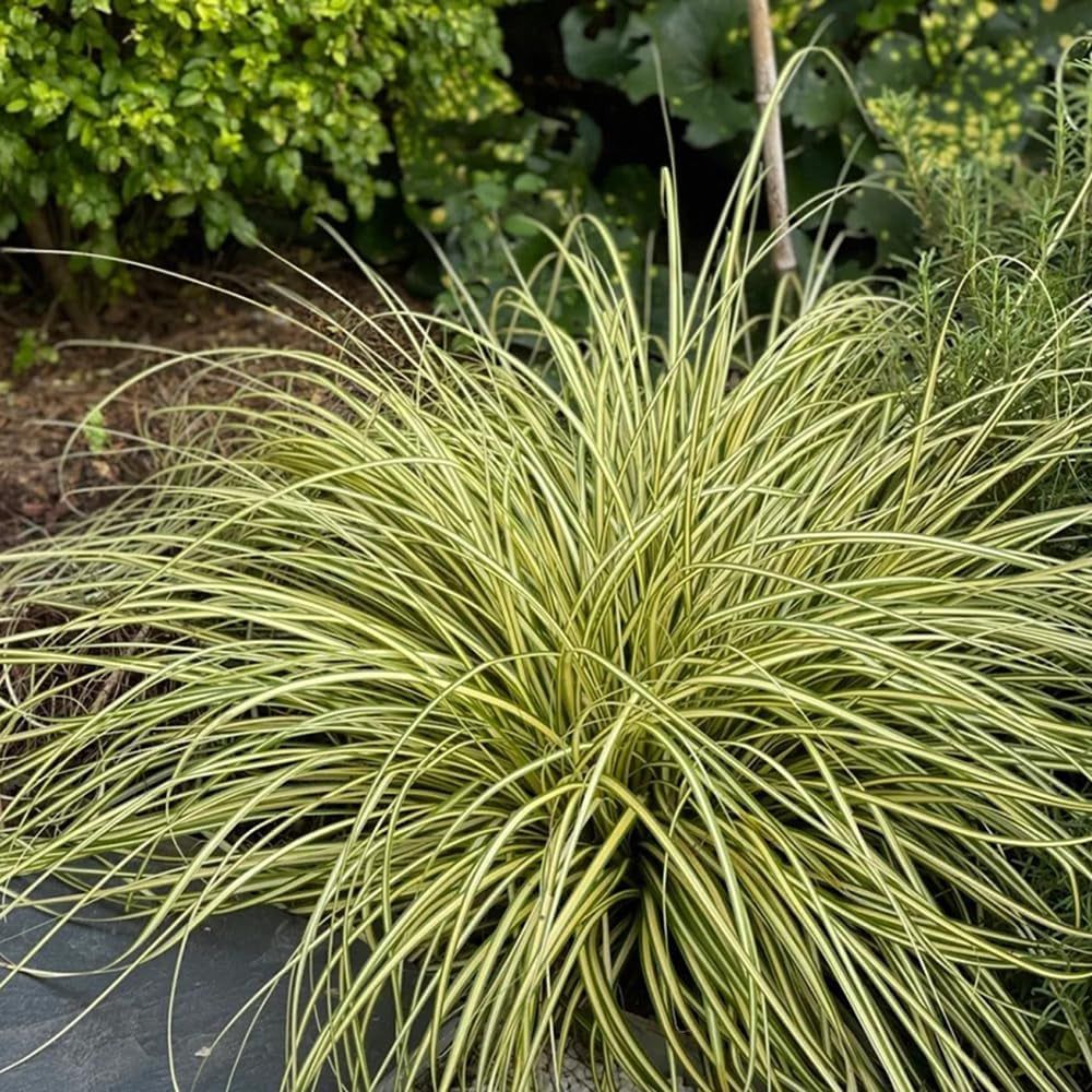 Carex Oshimensis Winterharte Ziergräser Für Kübel Seltene Outdoor Ziergräser Winterharte Kübelpflanzen Sträucher Für Den Garten Sichtschutz Winterfeste Gartenpflanzen Für Draußen 500Samen