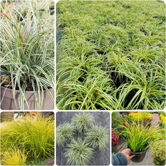 Carex Oshimensis Evergold Gartenpflanzen Für Draußen Balkonpflanzen Gartendeko Für Draußen Steingartenpflanzen Herbst Deko Winterharte Ziergräser Für Kübel Sichtschutz Winterfeste 300Samen