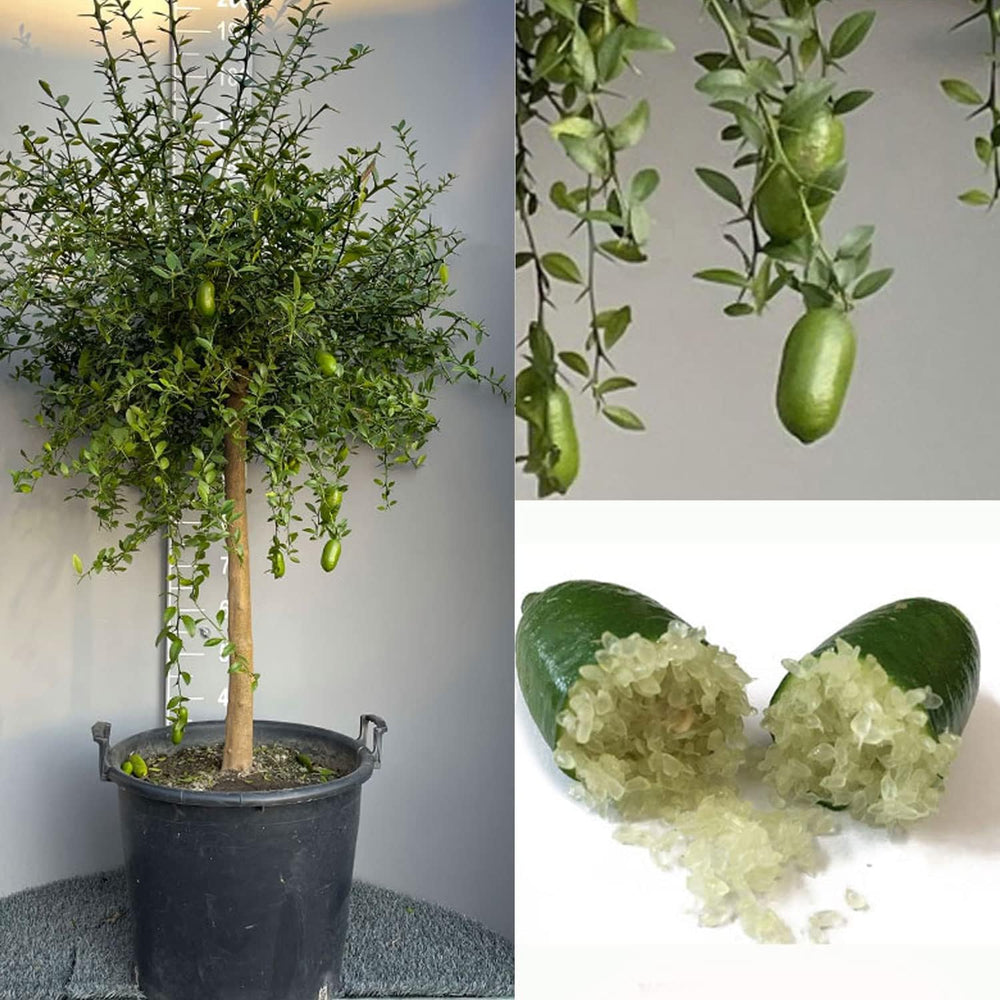 SAVINI VIVAI Zitronenpflanze, Grüner Kaviar, Faustrime, Zitrusbaum, Fingerlimette, Zitronensetzling Im Topf, 20 Cm, Höhe 50–70 Cm, 2 Jahre Veredelung, Hergestellt in Italien