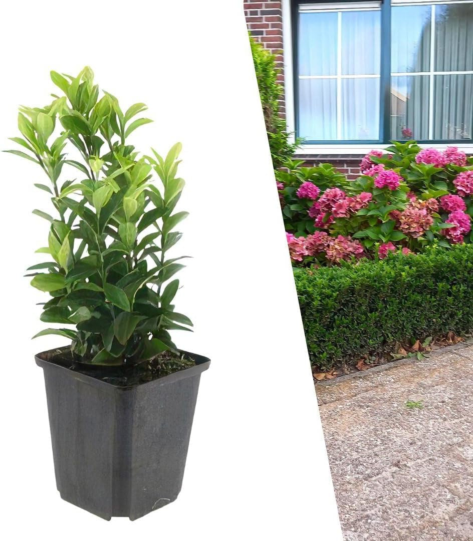 Plants by Frank | 48 Grüne Spindelstrauch Heckenpflanzen | Euonymus Japonicus 'Green Spire' | Japanischer Spindelstrauch | Buchsbaum Ersatz | Winterhart | Immergrüne Hecke | Gartenpflanzen