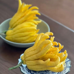 Buddhas Hand Zitrone - Obst Samen Bonsai Samen Zwergobstbäume Säulenobst Tree Exotische Pflanzen Saatgut Balkon Pflanze Bäume Kaufen Obst Pflanzen Balkonpflanzen 80Pcs