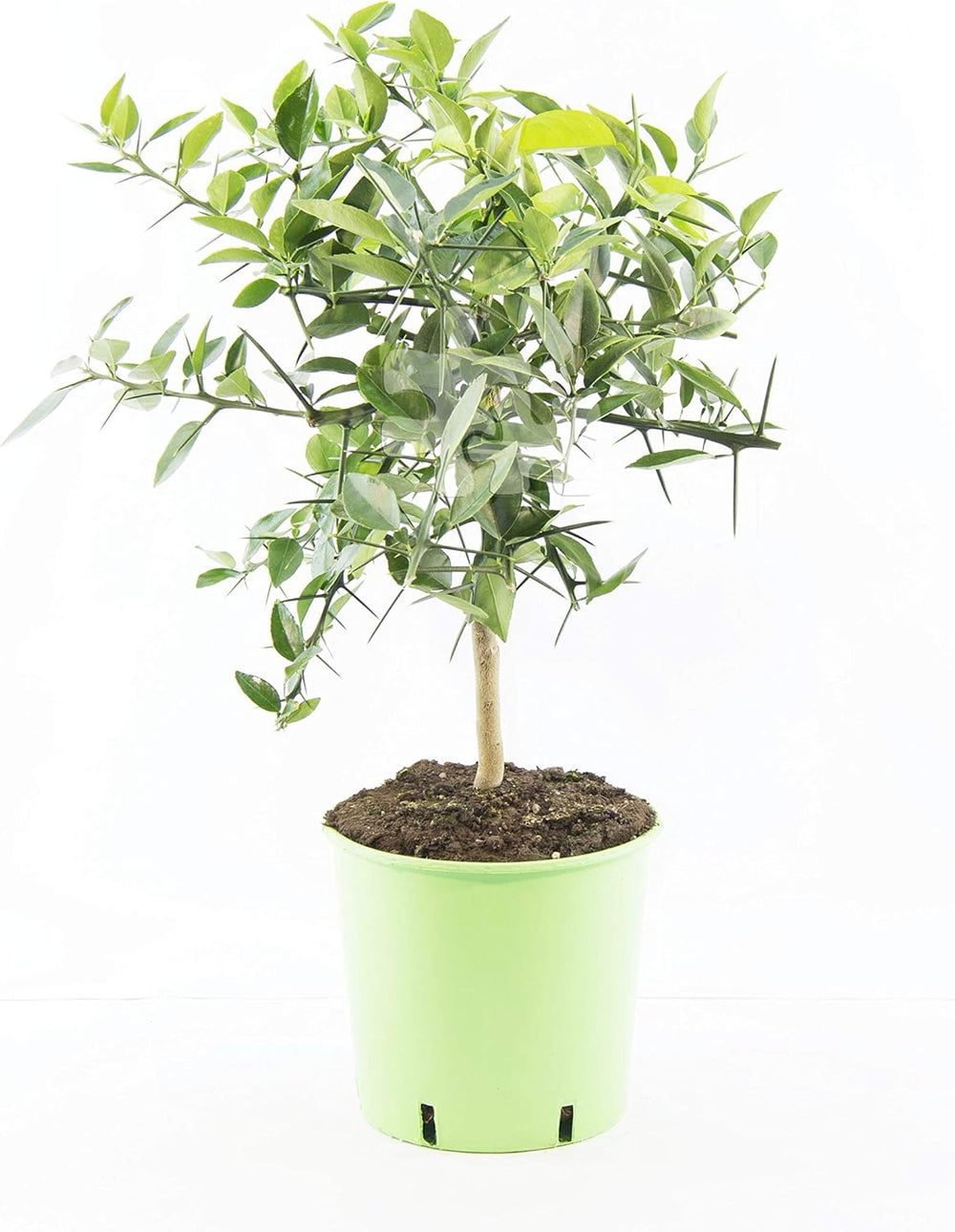 Yuzu Pflanze (Citrus X Junos) – 70-100 Cm – Frosthart Bis -12°C – Veredelte Zitruspflanze Für Garten & Kübel – Aromatische Früchte Für Küche & Getränke