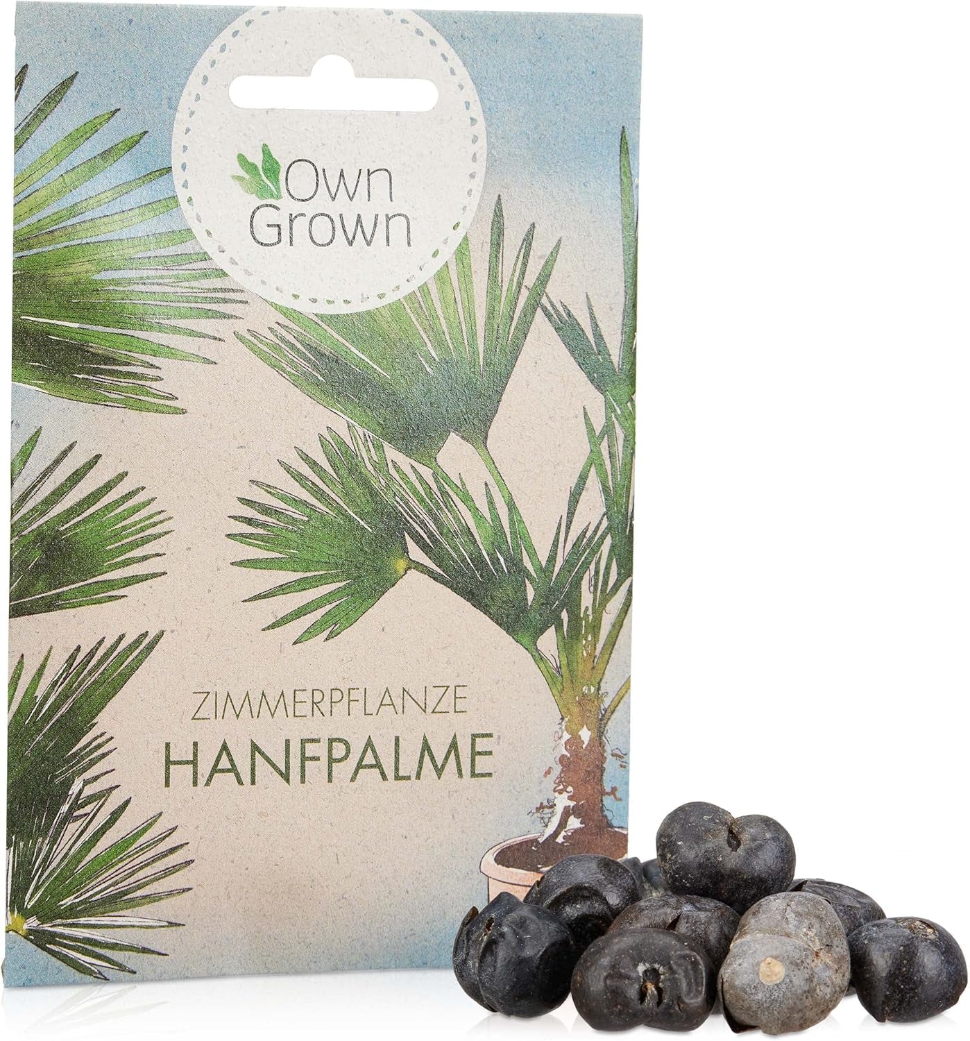 Chinesische Hanfpalme Saatgut: Palmen Samen Für 5X Palme Zimmerpflanze – Winterharte Zimmerpflanzen Groß – Grünpflanzen Zimmerpflanzen Samen Owngrown