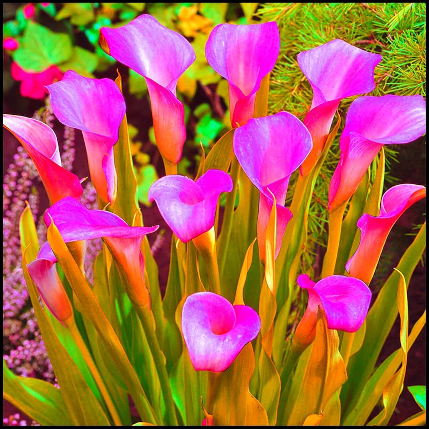 Směs cibulovin, mysteriózní kouzelná cibulka, mrazuvzdorná výsadba, mrazuvzdorná trvalka, mrazuvzdorné cibuloviny – 3 cibule orchidejí