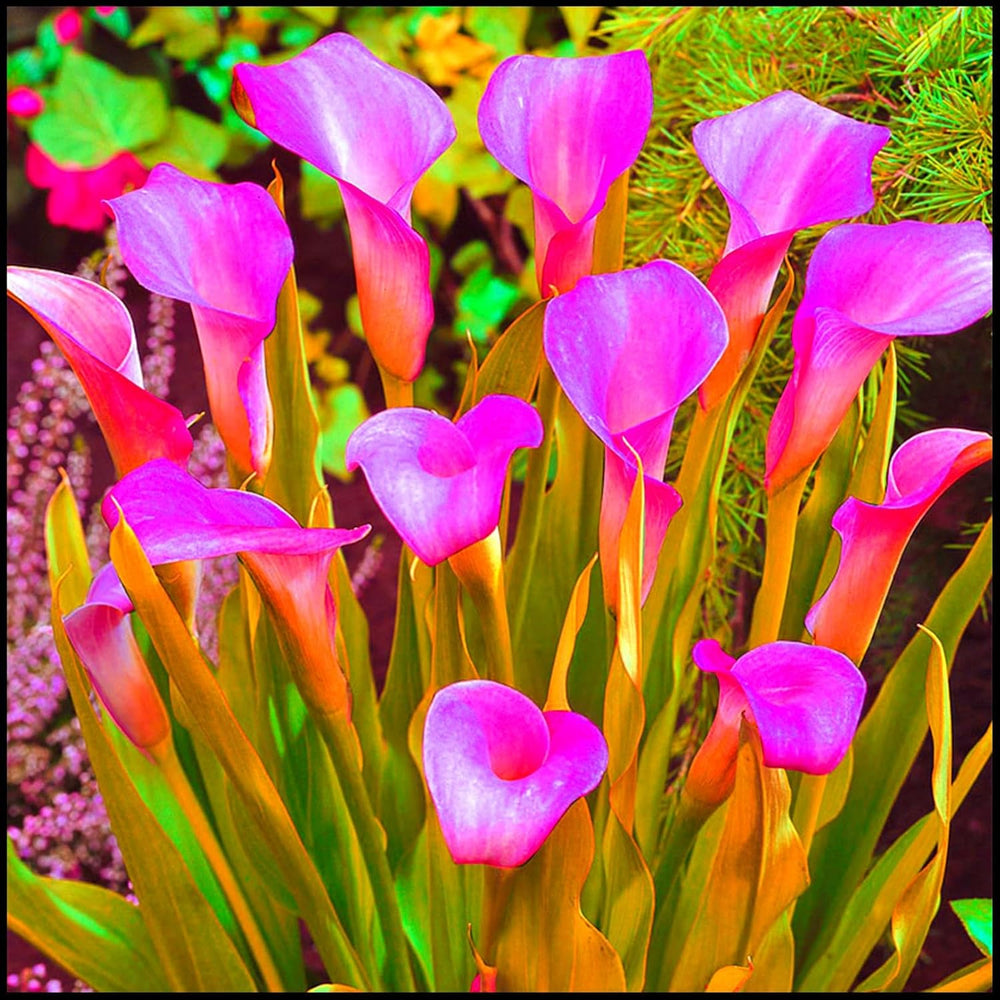 Směs cibulovin, mysteriózní kouzelná cibulka, mrazuvzdorná výsadba, mrazuvzdorná trvalka, mrazuvzdorné cibuloviny – 3 cibule orchidejí