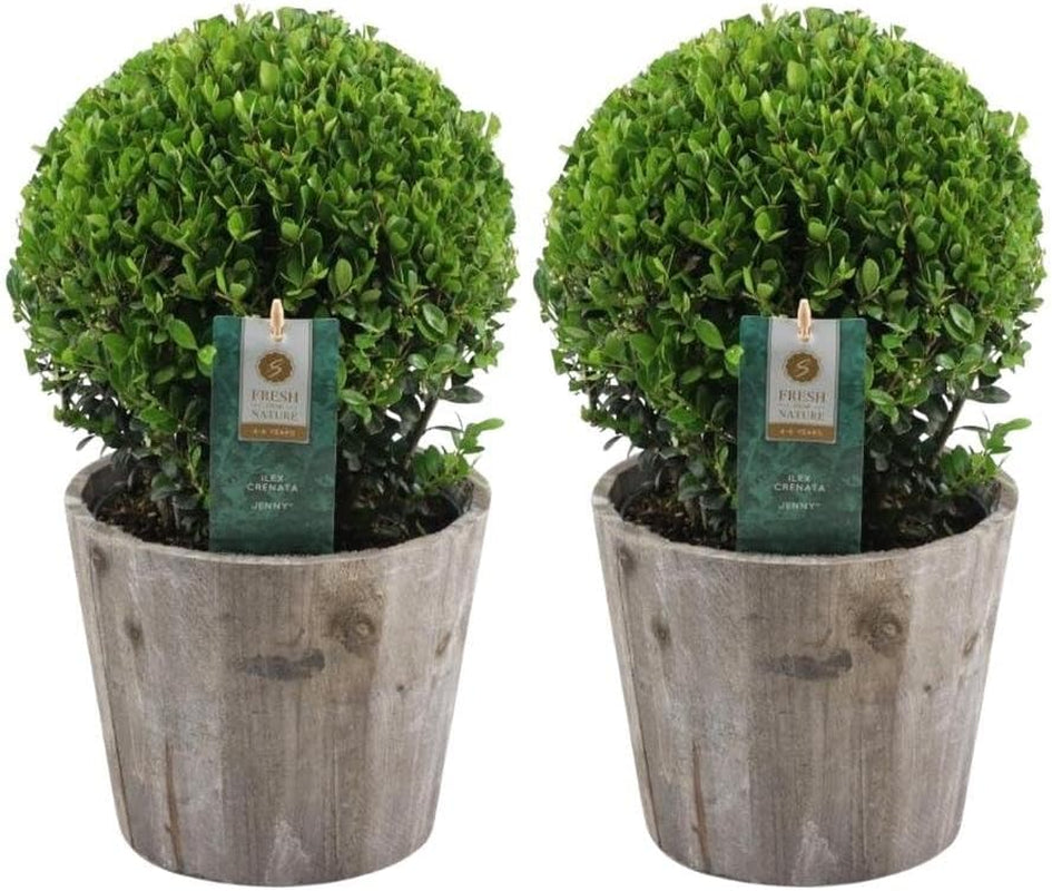 Plants by Frank | Echte Stechpalme Kugel | 1X Ilex Crenata 'Jenny' 20 Cm & 1X Kugel 25 Cm | Set Von 2 Stück | 20-25 Cm Ø Durchmesser | Buchsbaum Ersatz | Gartenpflanzen | Buchsbaum