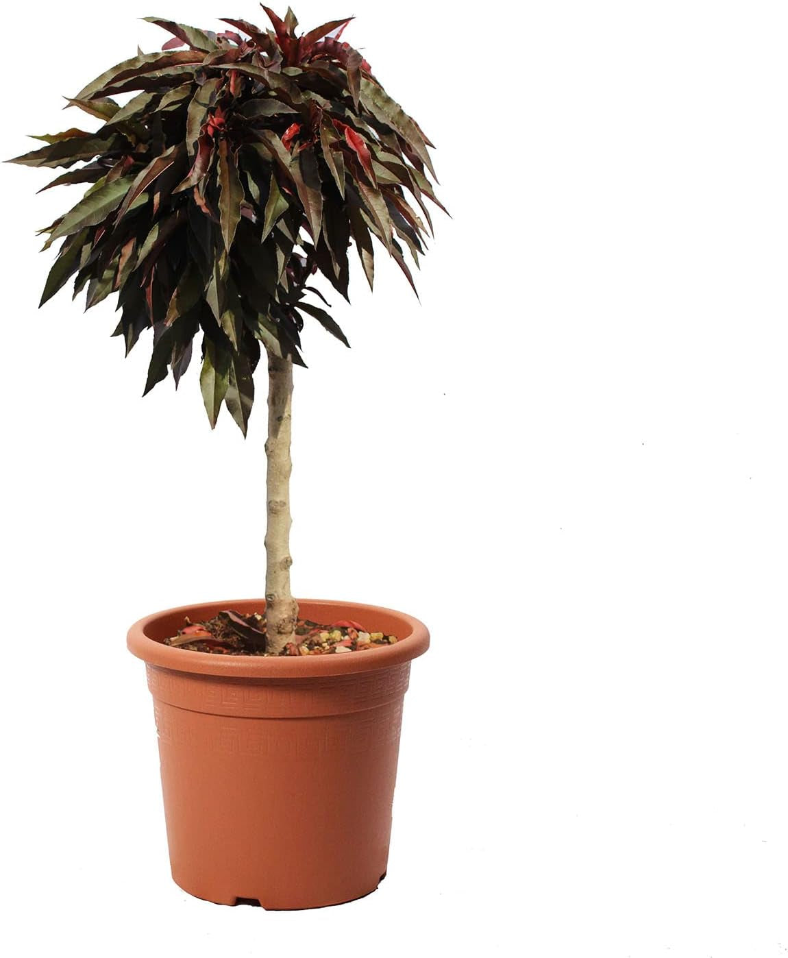 KENTIS – Zwerg Pfirsichbaum – Pfirsich Crimson Bonfire – Echte Outdoor Pflanzen – Garten Obstbaum – Obstpflanzen – Topf Ø 24 Cm