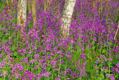 25 semen pro Papes - starověká zahradní kvetoucí rostlina - reprodukovatelná semena pro farmáře, polodivoké