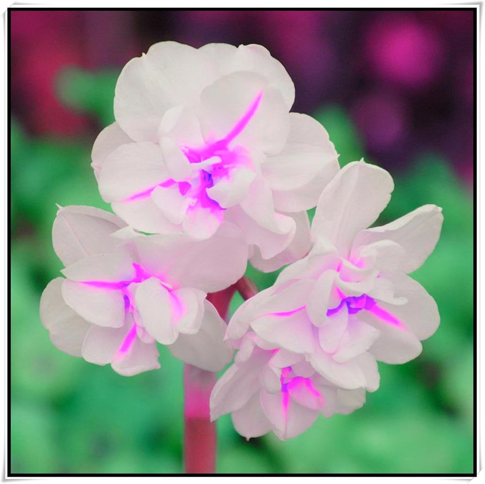 Směs cibulovin, mysteriózní kouzelná cibulka, mrazuvzdorná výsadba, mrazuvzdorná trvalka, mrazuvzdorné cibuloviny – 3 cibule orchidejí