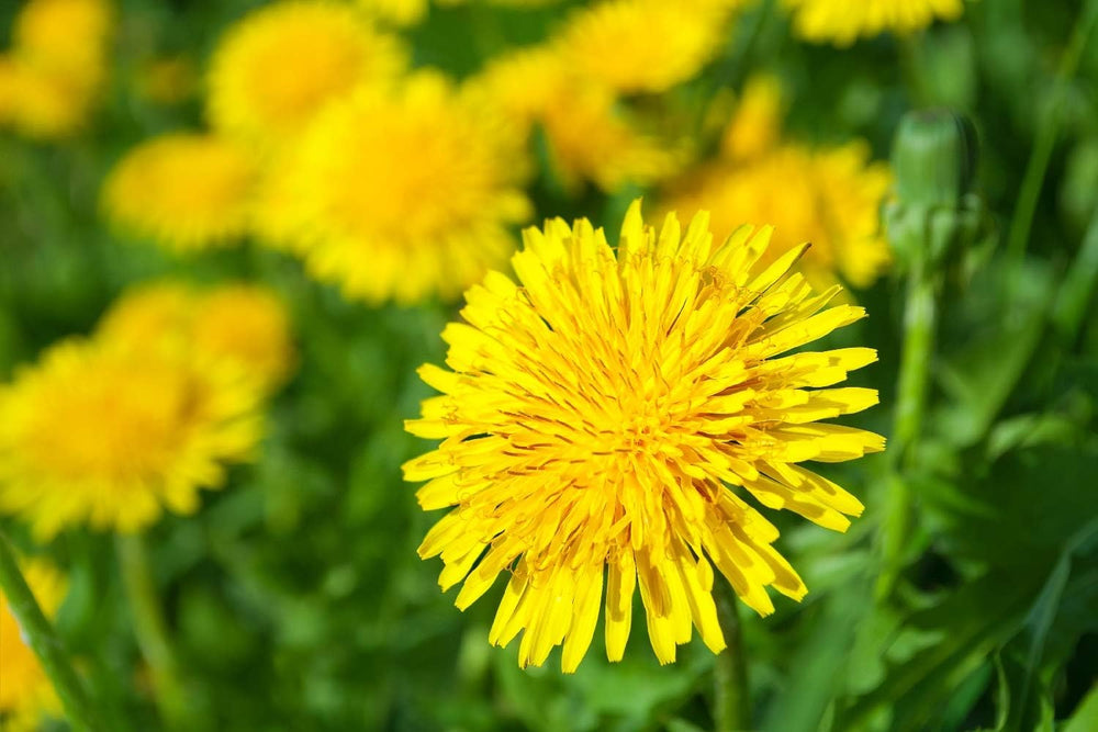 SAFLAX - BIO - Pampeliška - 400 semen - Taraxacum officinale
