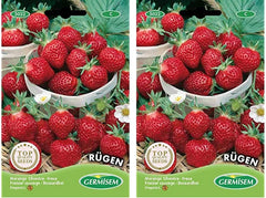Erdbeere RÜGEN (Packung Mit 2)