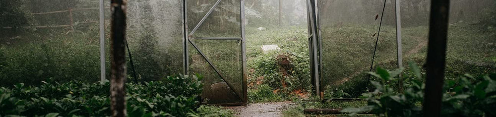 Cafea Arabica Tosepan din pădurea tropicală din Mexic 1000 g