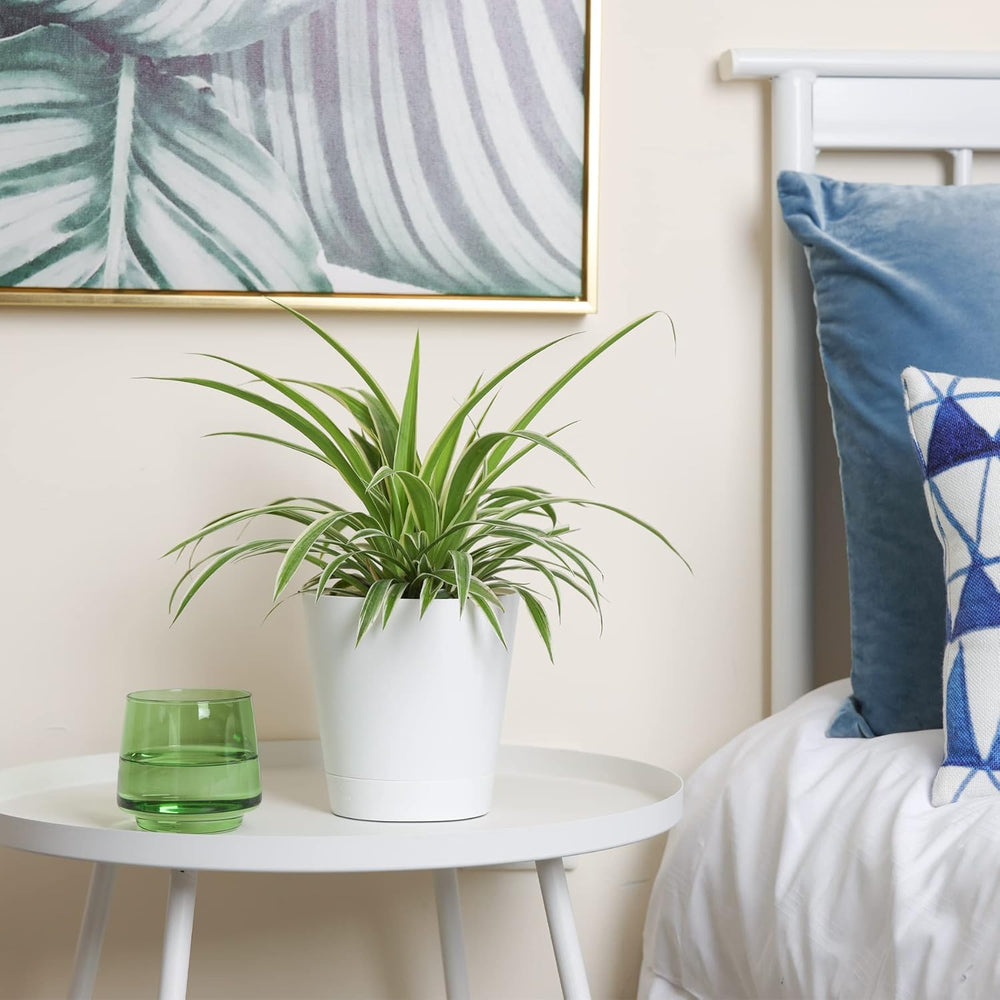 T4U 14cm plastové květináče se zavlažovacím systémem, sada 6 samozavlažovacích květináčů a podšálků, kulaté květináče pro pokojové rostliny na balkónové zahradě, sukulenty, kaktusy, bílá