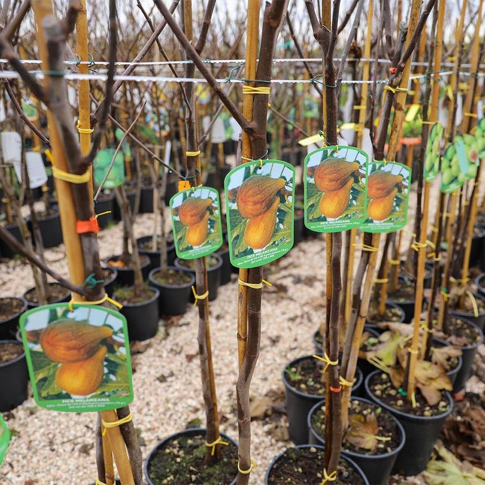 Feigenbaum Verdone – Obstpflanze Alte Sorte Topf Ø 20 Cm Höhe 150-170 Cm – Alter: 2 Jahre - Italienische Baumschule