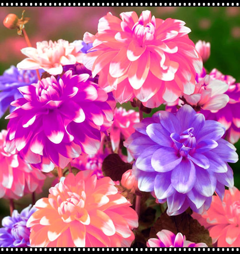 Směs cibulovin, mysteriózní kouzelná cibulka, mrazuvzdorná výsadba, mrazuvzdorná trvalka, mrazuvzdorné cibuloviny – 3 cibule orchidejí