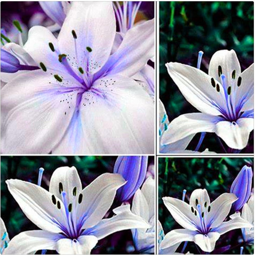 Lebende Pflanzen,Mehrjährige Blumenzwiebel ist winterhart, Winterhart pflanzen, Mysteriöse magische Glühbirne, Blumenzwiebel Mix-4 Oxalis Triangularis Blumenzwiebeln