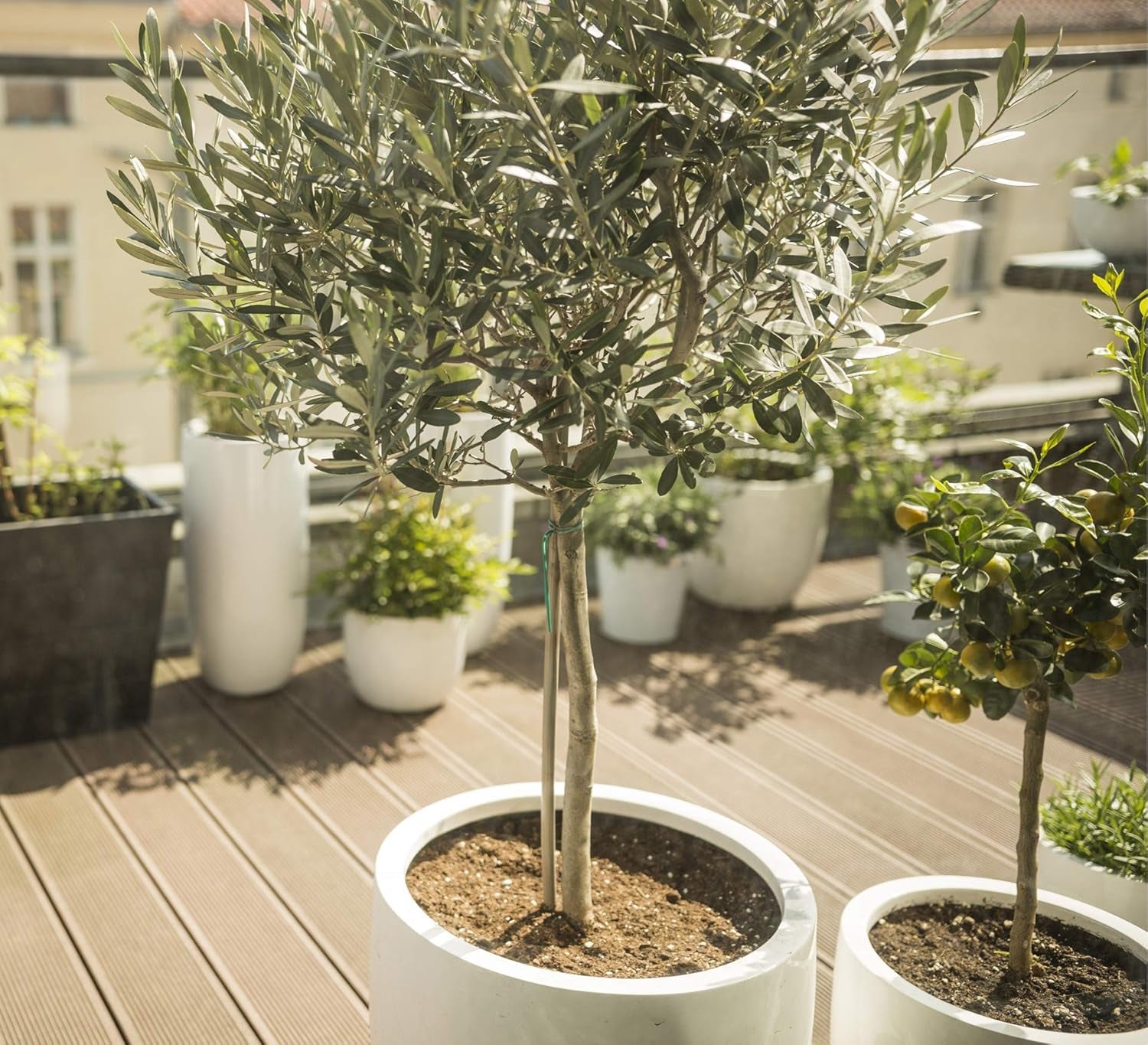 Bloomique - 2Er-Set - Olea Europaea - Olivenbaum Auf Stamm - Gartenpflanzen - Winterhart - Inklusive Pflanzennahrung - 80-100 Cm Hoch - Topf 19 Cm