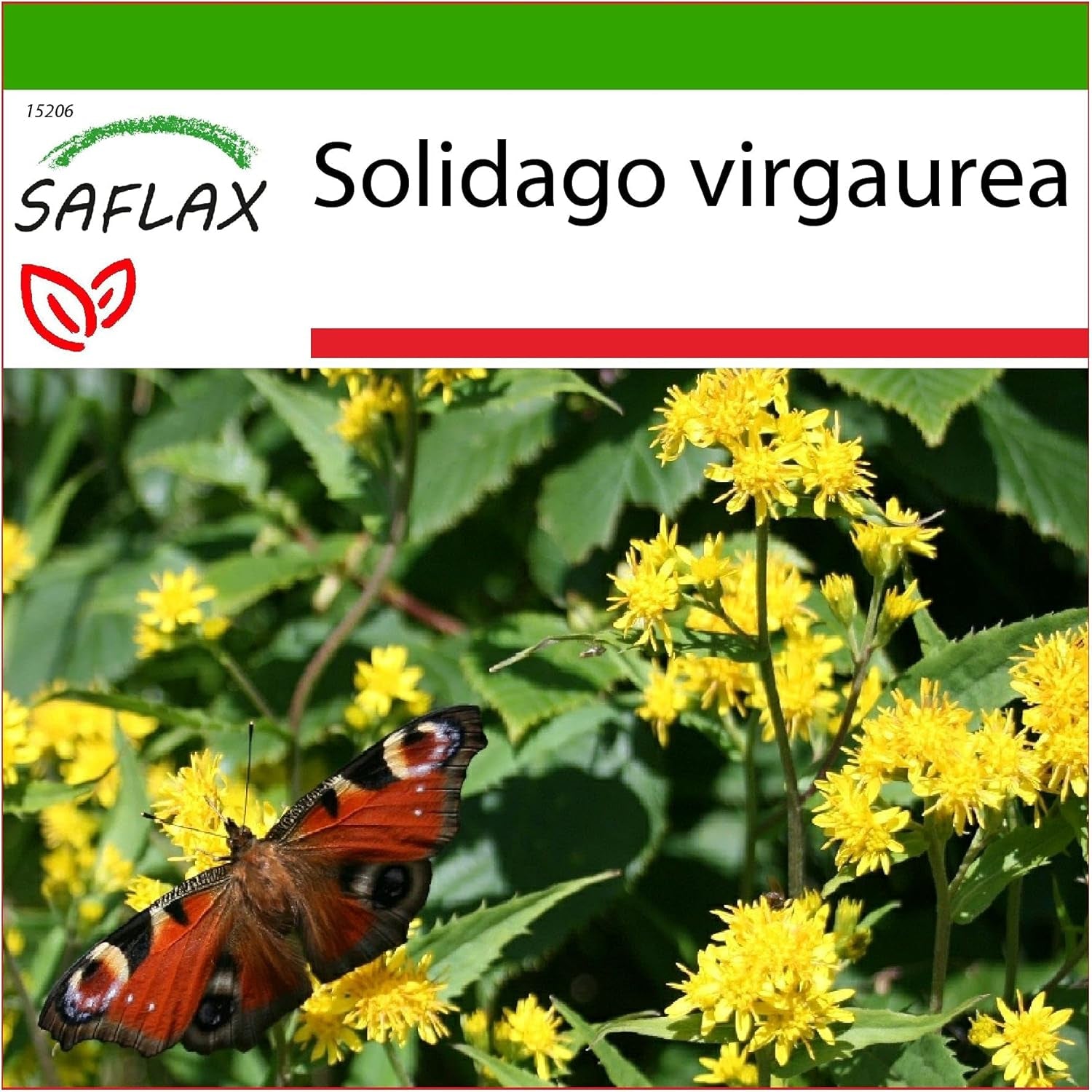 SAFLAX - Heilpflanzen - Echte Goldrute - 100 Samen - Mit Keimfreiem Anzuchtsubstrat - Solidago Virgaurea