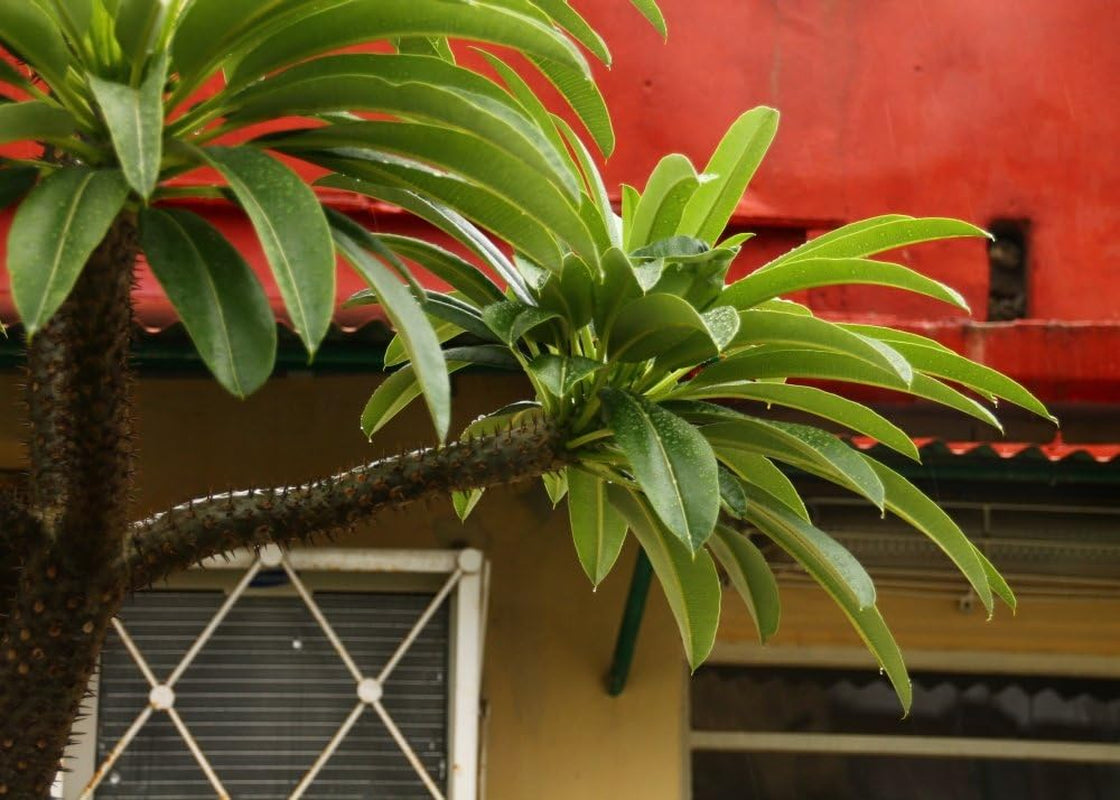 SAFLAX - Geschenk Set - Kakteen - Madagascar - Palme - 10 Samen - Mit Geschenk- / Versandbox, Versandaufkleber, Geschenkkarte Und Anzuchtsubstrat - Pachypodium Lamerei