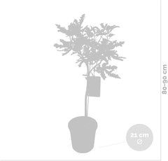 Bloomique - Ficus Carica Brown Turkey - Feigenbaum - Obstbäume - Gartenpflanzen - Winterhart - 80-100 Cm Hoch - Topf 21 Cm
