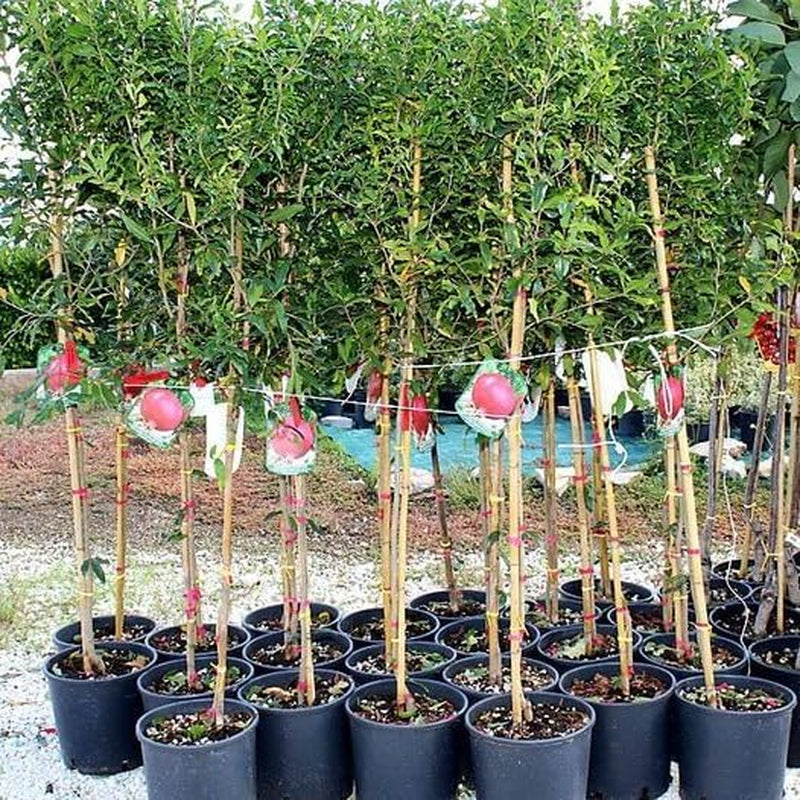 Granatapfel Mit Roten Früchten Soft Seed 6® Obstbäume Höhe: 160~170 Cm Alter: 4 Jahre Vase: Durchmesser 26 Cm