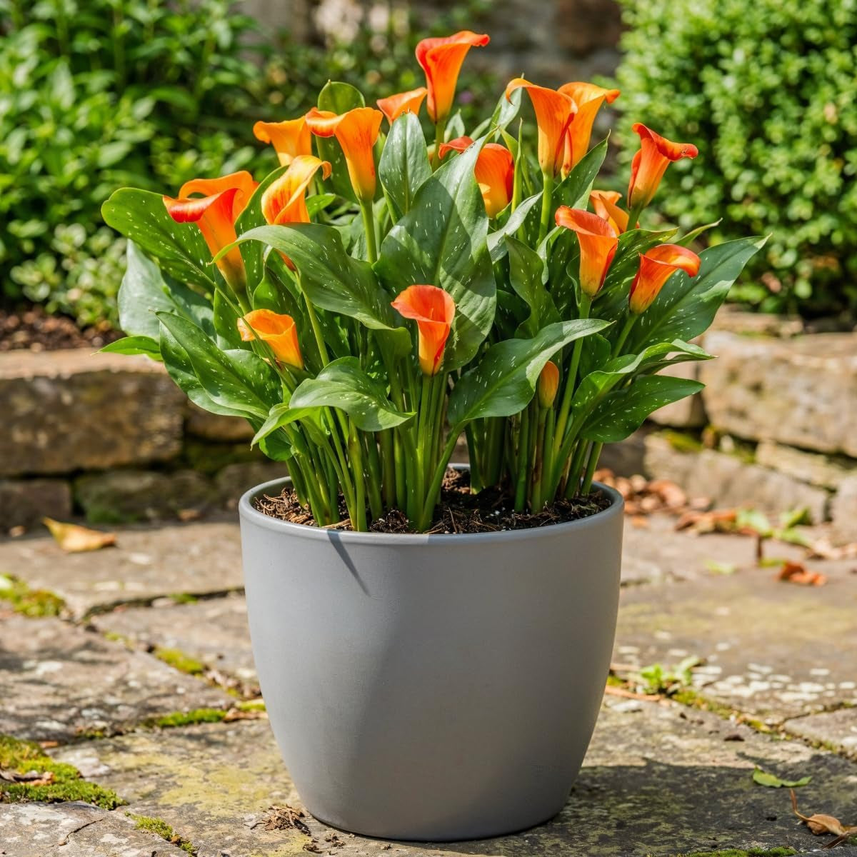 Calla Bulbs Hardy trvalka - Zantedeschia Orange Passion (oranžová) - 5 velkých květinových cibulí - Skutečné holandské rostliny - Pro zahradu a květináče (ne semena, ne umělé)