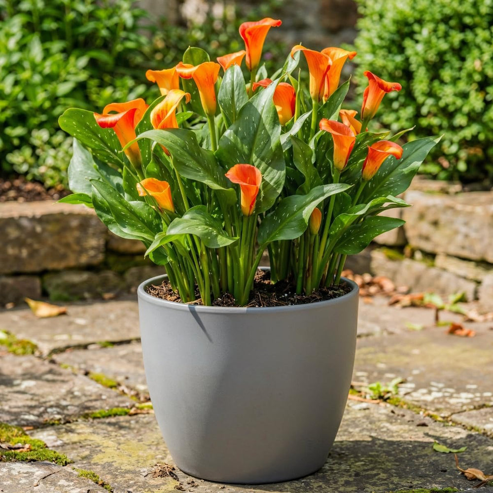 Calla Bulbs Hardy trvalka - Zantedeschia Orange Passion (oranžová) - 5 velkých květinových cibulí - Skutečné holandské rostliny - Pro zahradu a květináče (ne semena, ne umělé)