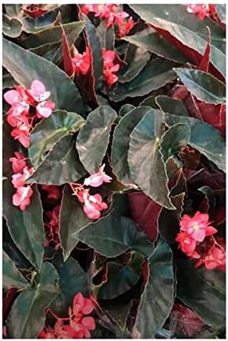 Stk - 10X Begonia Coccinea Ziersträucher Garten Pflanzen - Samen ID331 -