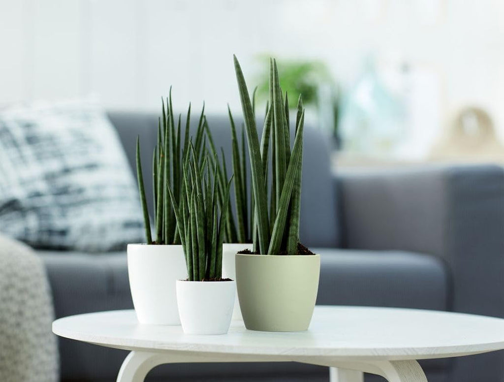 elho Brussels Round Mini 7 - Ghiveci de flori de interior - Ø 6,7 x H 6,0 cm - Verde/Verde Sorbet