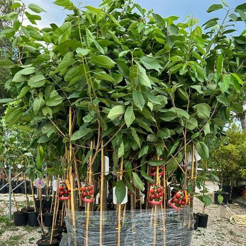 Süßkirschbaum Zuccherina Di Bitonto – Obstpflanze, Im Topf Ø 20 Cm, Höhe 150–170 Cm, Alter: 2 Jahre – Italienische Baumschule