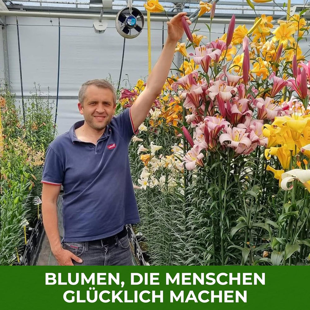 Giant Lily Bulbs Kolekce Hardy Tree - Odolné květinové cibule - Balení po 15 v 5 odrůdách a barvách - Holandská směs pro zahradní výsadbu (ne semena, neumělé)