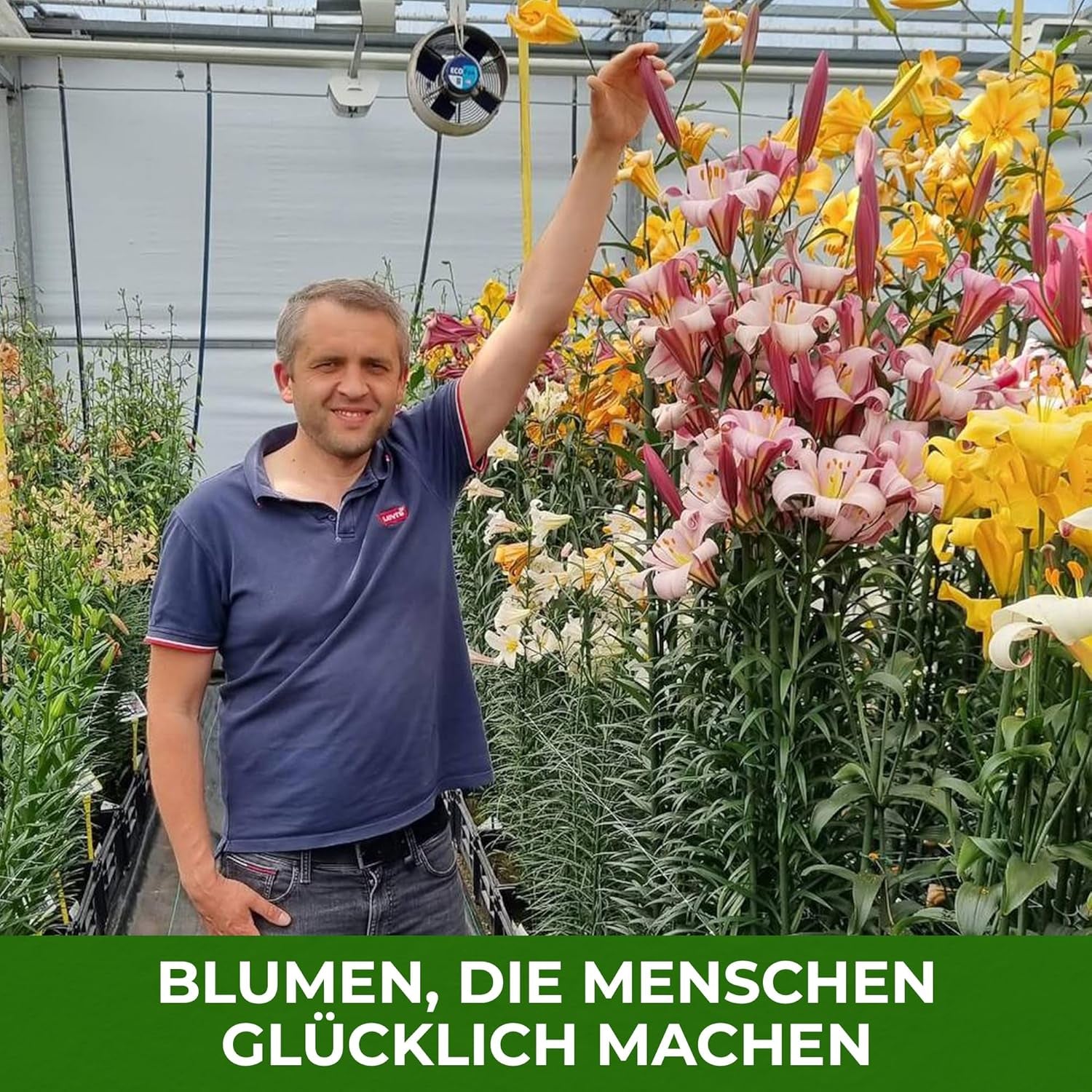 Vytrvalé cibulky lilie - Orientální lotosový mix - 10 cibulí - Exkluzivní holandské květinové cibulky - Pro zahradu a květináče (velké bezsemenné cibulky, ne umělé)