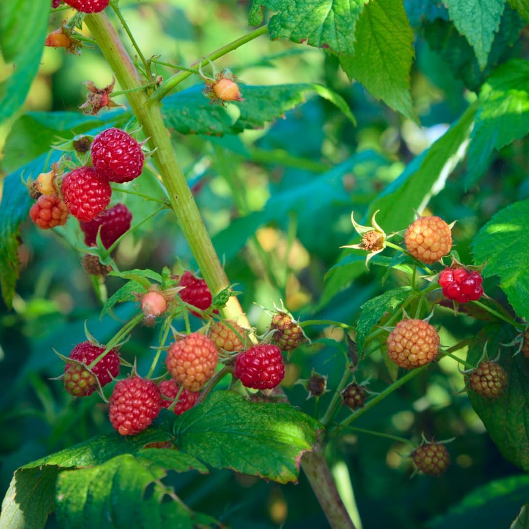 Himbeerbaum Himbeeren Rote Himbeeren Loganberry Uniferi - - Obstpflanze Antik Auf Blumentopf 20 - Baum Max 170 Cm –2 Jahre Anbau Italien