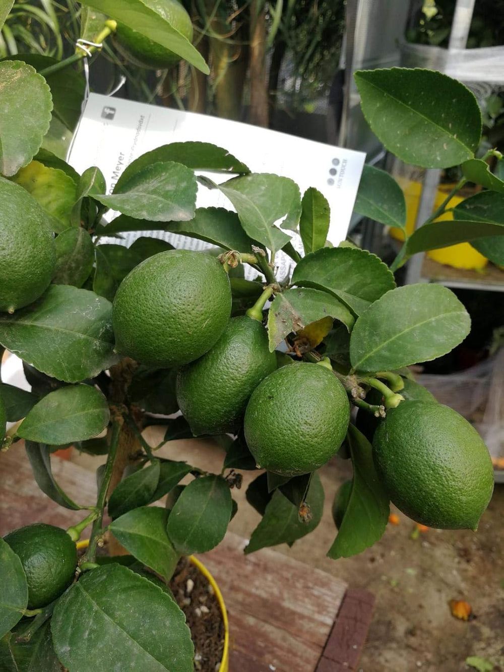 Zitronenbaum Meyer Lisa 70-100 Cm – Citrus Meyer Lemon Mit Blüten & Kleinen Früchten – Robuster, Pflegeleichter Zimmerbaum Für Frische Zitronen Zu Hause – Perfekt Für Garten, Balkon & Terrass