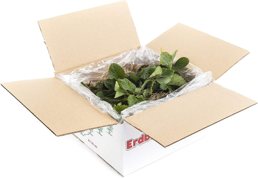 Erdbeerprofi - Erdbeer Anbau-Set: 40 Powerplug (Extrem Gut Durchwurzelt) Erdbeerpflanzen Gemischt - Mit Erdbeer Langzeitdünger - 4 Erdbeersorten: Daroyal, Korona, Ostara & Favori