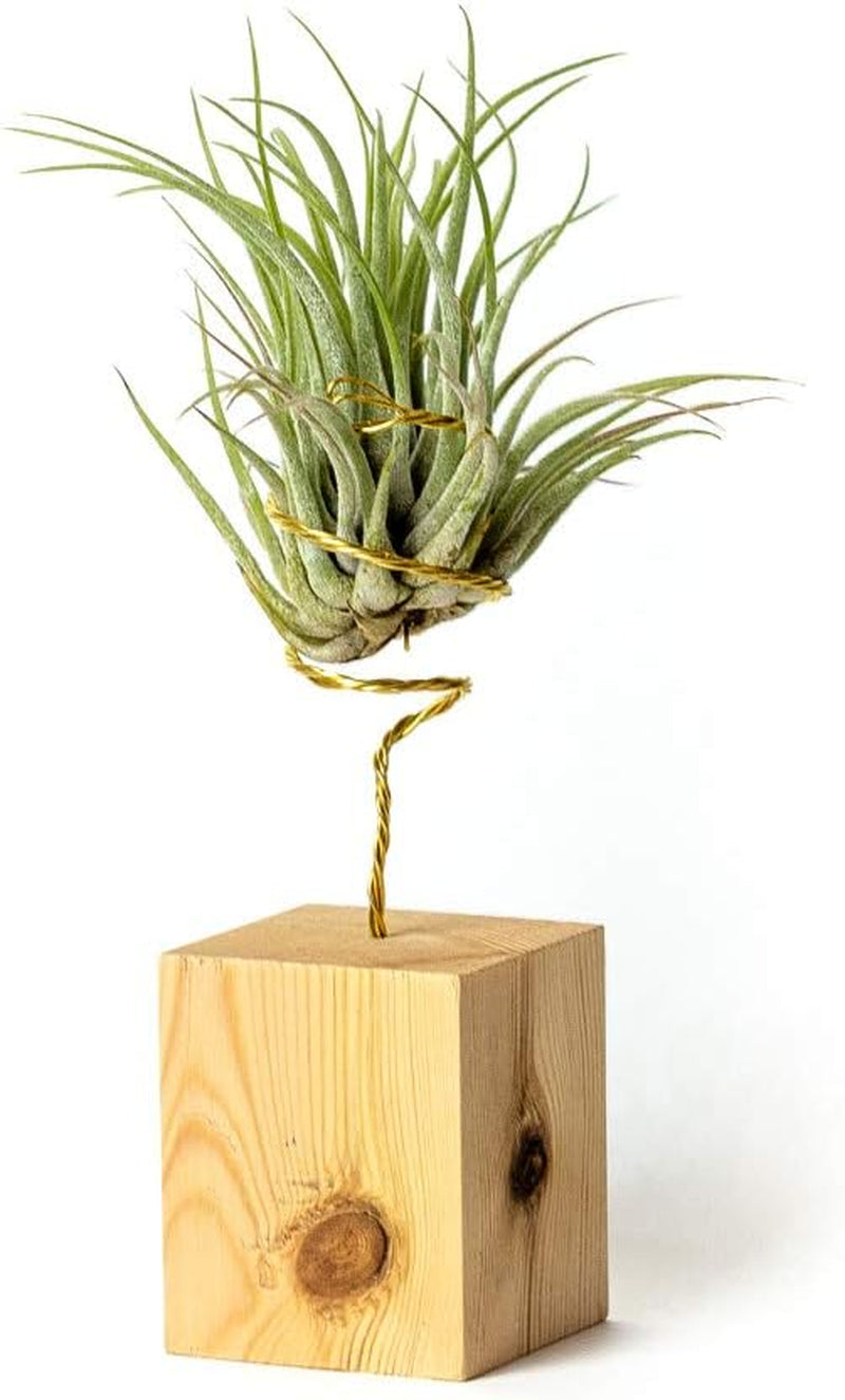 Echte Hängende Tillandsia-Pflanzen Mit Ständer - Lebende Luftpflanzen - Windtochter-Pflanze Echte Zimmerpflanze - Air Plant - Zimmerpflanzen Luftpflanzen (Schwarz)