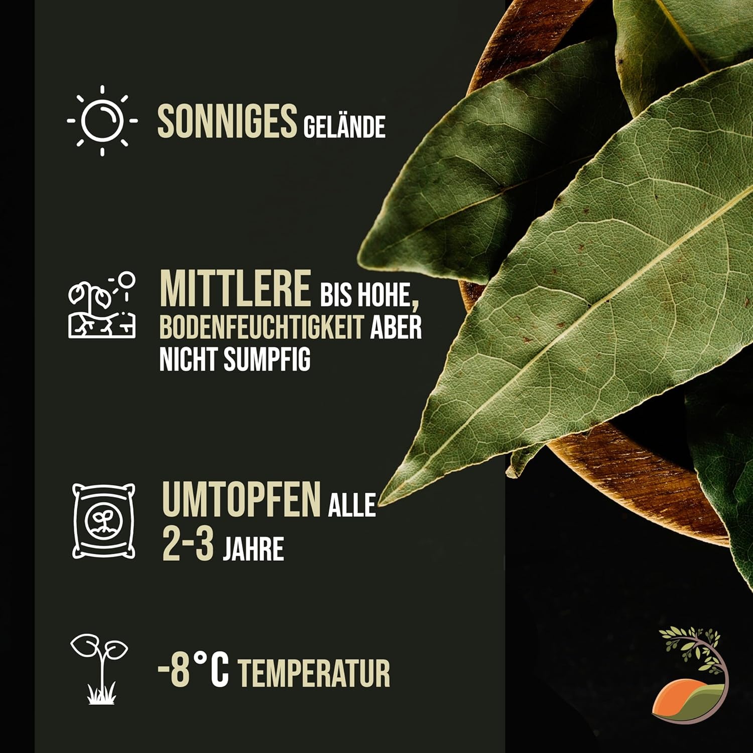 Tropictrees - Laurus Nobilis – Echter Lorbeerbaum Ca. 100 Cm Hoch Inkl. Topf – Winterhart & Immergrün – Mediterrane Kübelpflanze Für Garten, Terrasse & Balkon – Pflegeleicht & Duftet Aromatisch