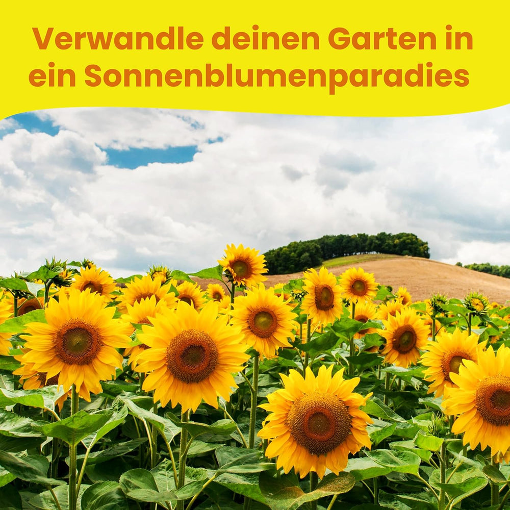 LERAVA® Sonnenblumen Samen Set (4 druhy) - Riesige gelbe & rote Sonnenblume - Zwerg und Sungold Teddy - Premium Sonnenblumensamen für Garten und Balkon - Blumensamen Geschenk für Hobbygärtner
