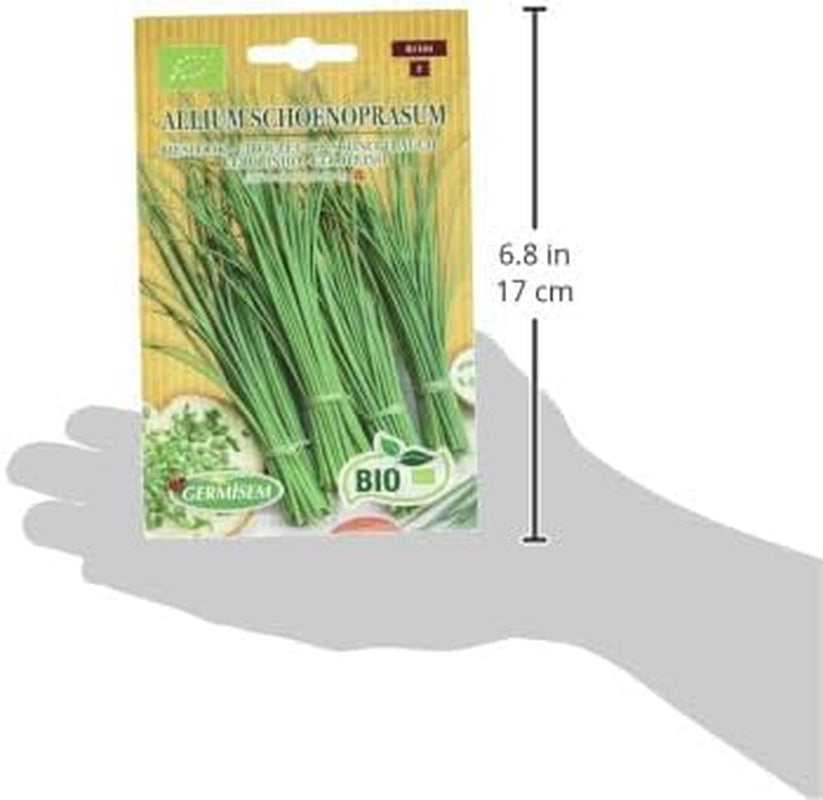 Schnittlauch ALLIUM SCHOENOPRASUM, ECBIO1104