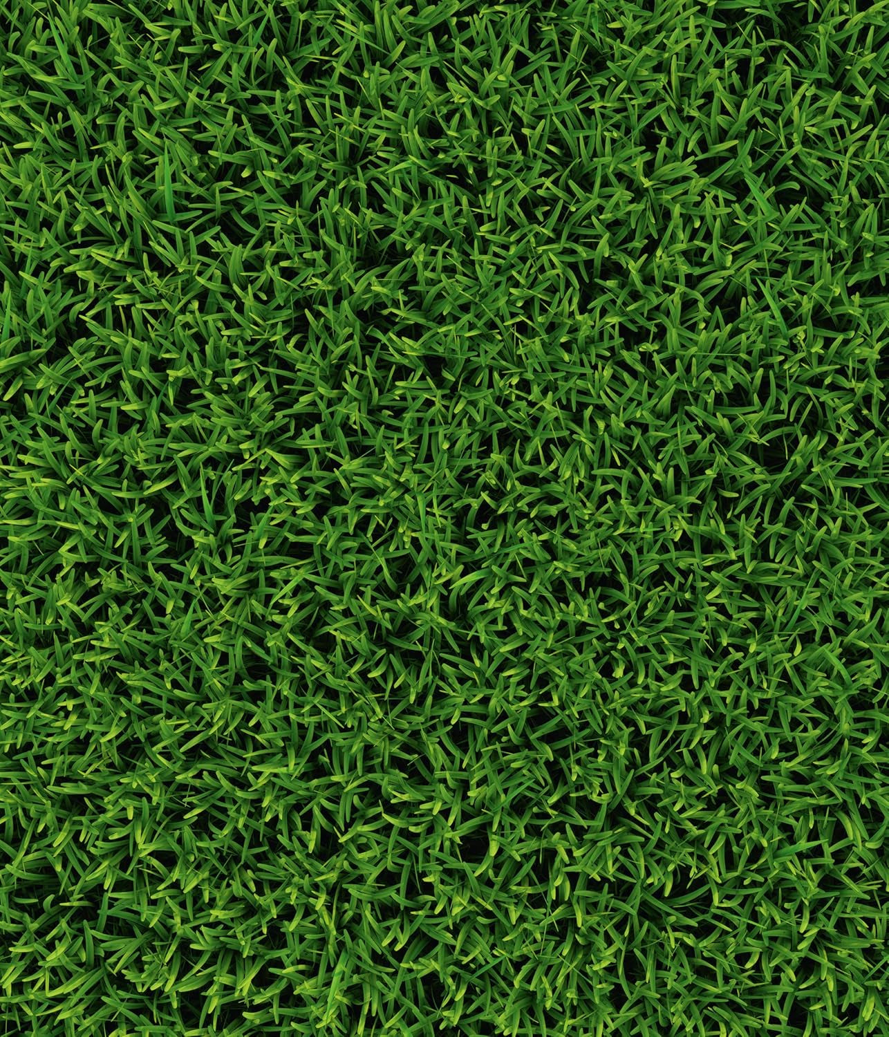 Dehner Saatgut Rasen-Nachsaat, Trockenrasen, Hochwertige Saatgutmischung, Raschwüchsig/Schnellkeimend, 300 G, Für Ca. 25 M², Natur
