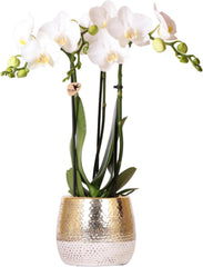 Kolibri Orchids | Weiße Phalaenopsis Orchidee - Amabilis + Elite Topf Gold - Topfgröße Ø9Cm - 40Cm Hoch | Blühende Zimmerpflanze Im Blumentopf - Frisch Vom Züchter