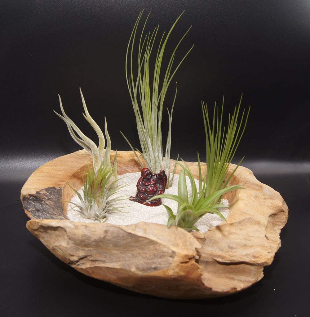 Tillandsien 20Er-Mix, Tilliandsia, Bromeliengewächs