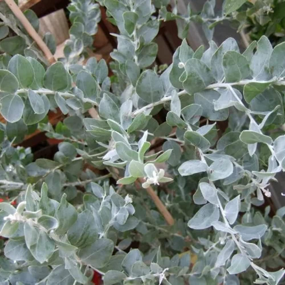 Eukalyptusbaum Kräutersamen Sträucher Winterhart Exotische Zimmerpflanzen Baumsamen Dekopflanzen Kräutergarten Stauden Winterhart Mehrjährig Balkongarten Pflanzensamen Rankpflanze 65Samen